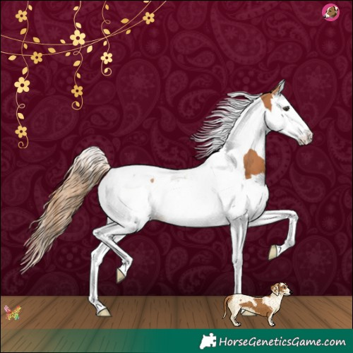 Horse Color:Chestnut Splash Tobiano 