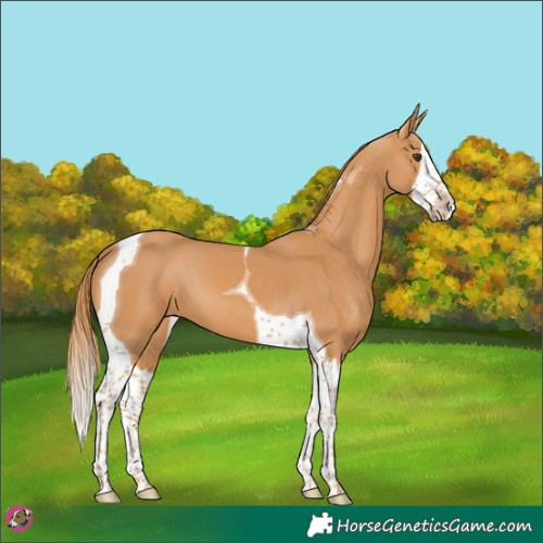 Horse Color:Chestnut Splash Tobiano 