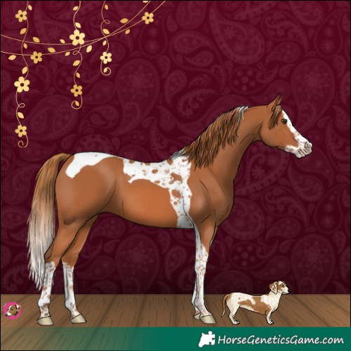 Horse Color:Chestnut Splash Tobiano 