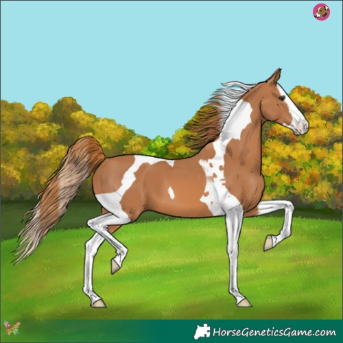 Horse Color:Chestnut Splash Tobiano 