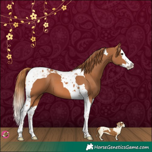 Horse Color:Chestnut Splash Tobiano 