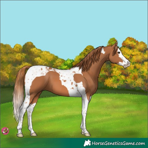 Horse Color:Chestnut Splash Tobiano 