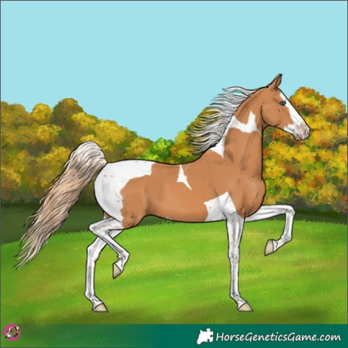 Horse Color:Chestnut Splash Tobiano 