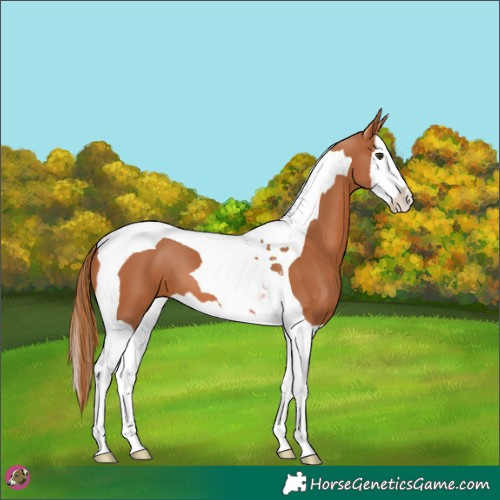 Horse Color:Chestnut Splash Tobiano