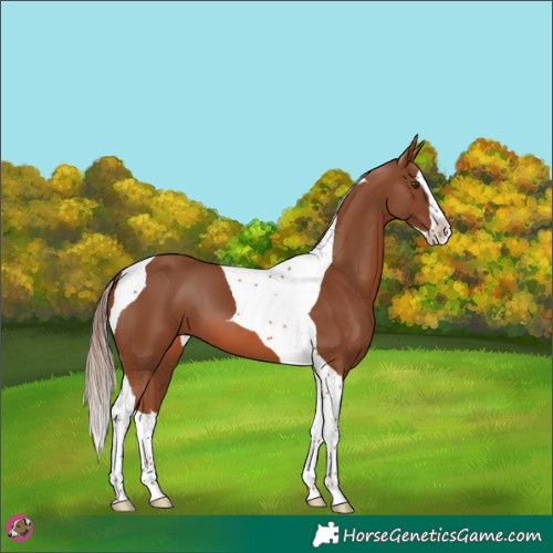 Horse Color:Chestnut Splash Tobiano