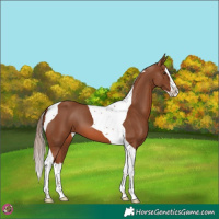 Horse Color:Chestnut Splash Tobiano 
