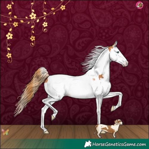 Horse Color:Chestnut Splash Tobiano 