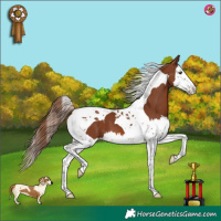 Horse Color:Chestnut Splash Tobiano