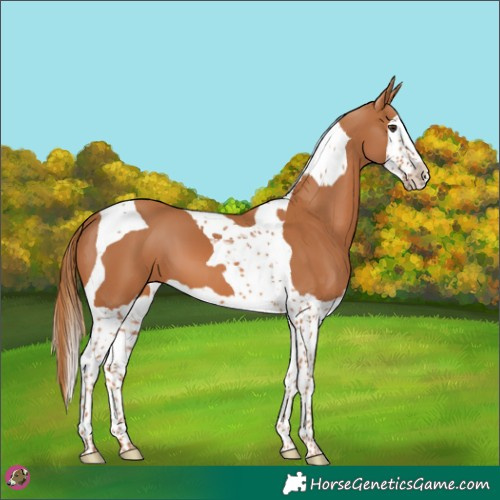 Horse Color:Chestnut Splash Tobiano