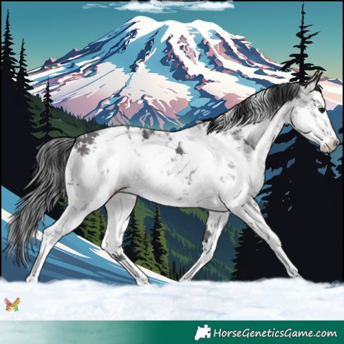 Horse Color:White Spotted Brown Ice Sabino 