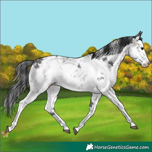 Horse Color:White Spotted Brown Ice Sabino 