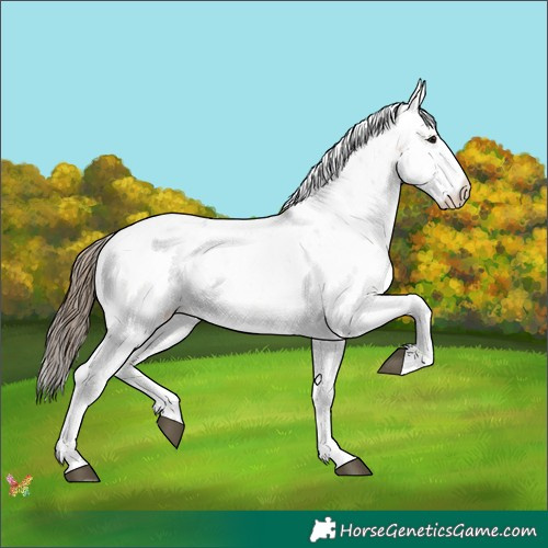 Horse Color:Buckskin Ice Sabino 