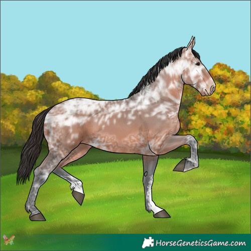 Horse Color:Bay Ice Sabino