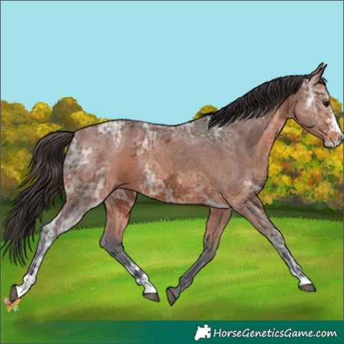 Horse Color:Bay Ice Sabino 