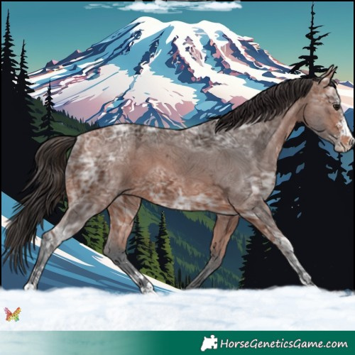 Horse Color:Bay Ice Sabino 