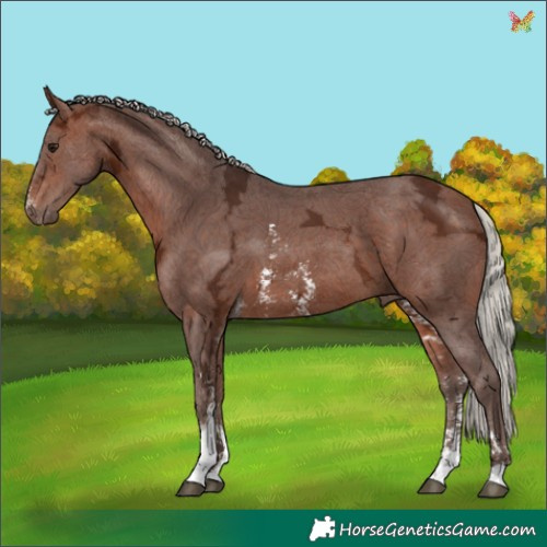 Horse Color:Silver Bay Ice Sabino Tobiano 