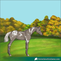 Horse Color:White Spotted Silver Grullo Appaloosa