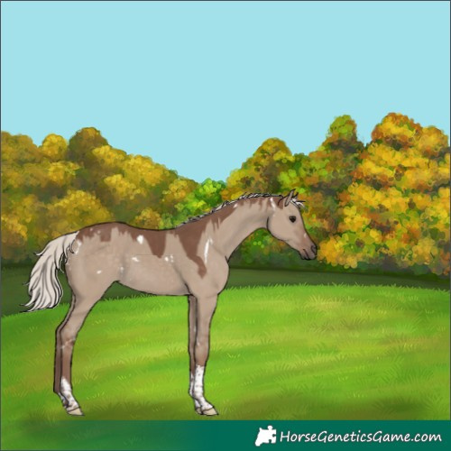 Horse Color:White Spotted Silver Grullo Tobiano