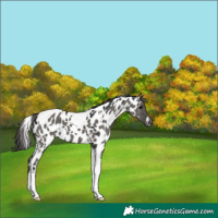 Horse Color:White Spotted Grullo Tobiano Near Leopard 