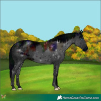 Horse Color:ERROR: UNKNOWN ANOMALY