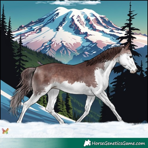 Horse Color:Platinum Chocolate Brown Splash 