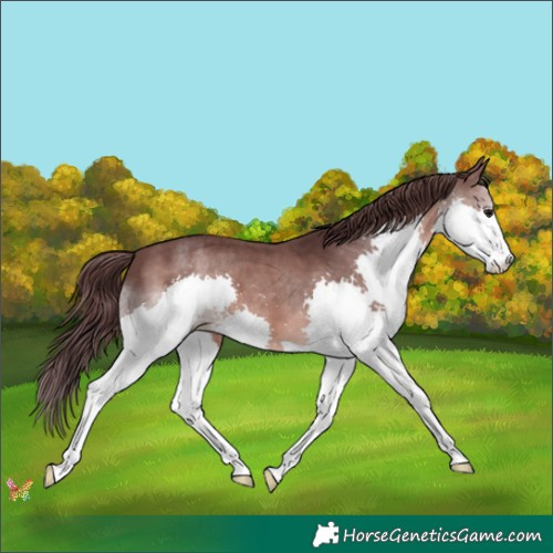 Horse Color:Platinum Chocolate Brown Splash 