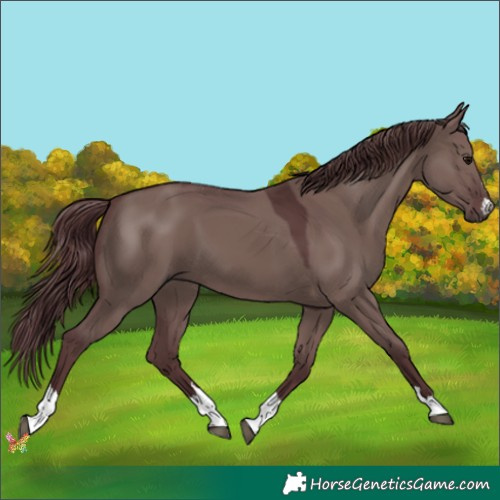Horse Color:Chocolate Grullo 