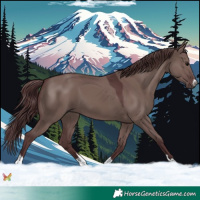 Horse Color:Chocolate Grullo 