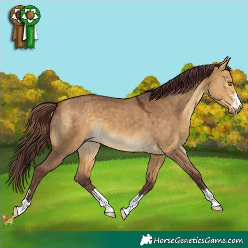 Horse Color:Chocolate Buckskin Dun 