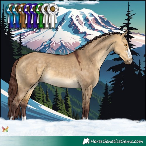 Horse Color:Chocolate Buckskin Dun 