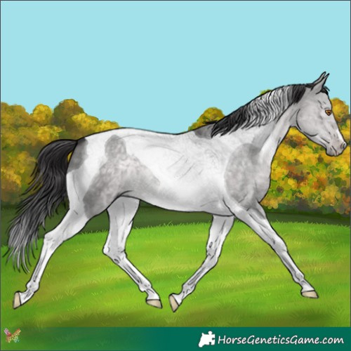 Horse Color:Platinum Buckskin Dun Tobiano 