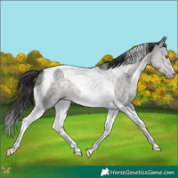 Horse Color:Platinum Buckskin Dun Tobiano 