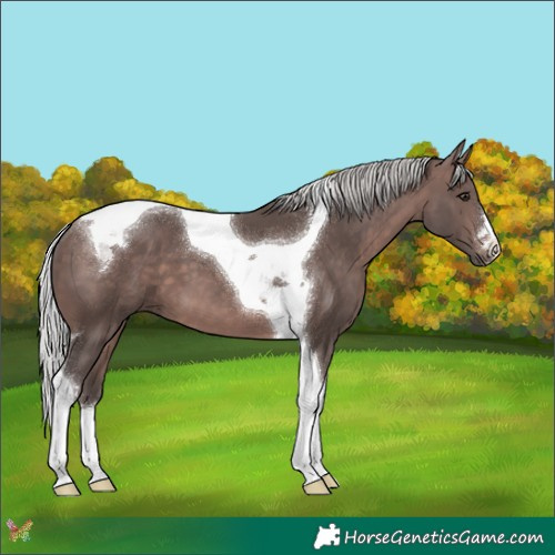 Horse Color:Platinum Silver Brown Tobiano 