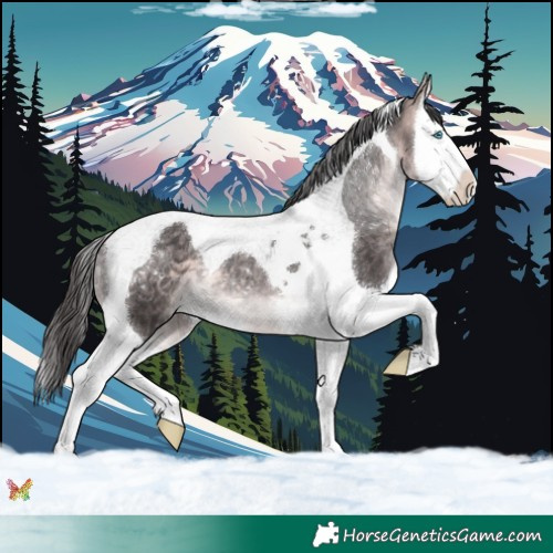 Horse Color:Platinum Buckskin Splash Tobiano 