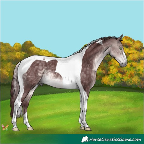 Horse Color:Platinum Chocolate Buckskin Tobiano 