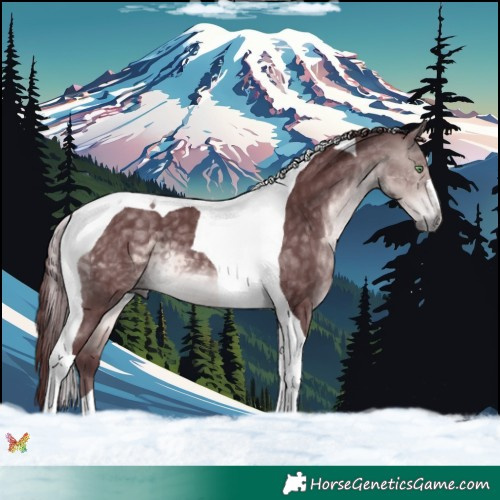 Horse Color:Platinum Chocolate Buckskin Tobiano 
