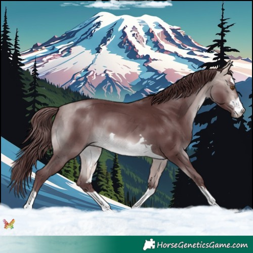Horse Color:Platinum Chocolate Buckskin 