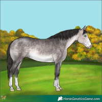 Horse Color:Platinum Buckskin 