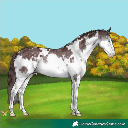 Horse Color:Platinum White Spotted Chocolate Buckskin Splash 
