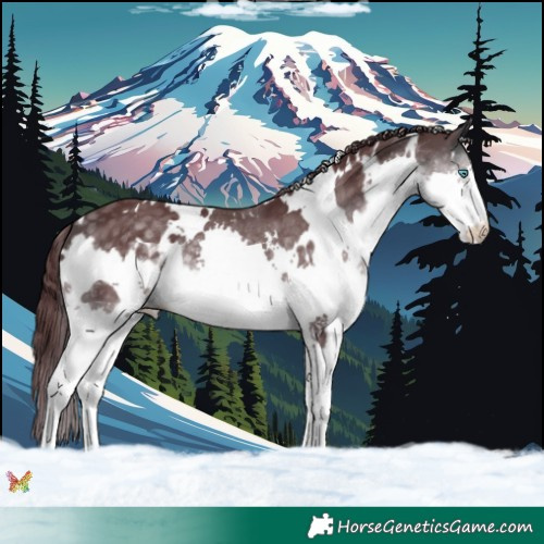 Horse Color:Platinum White Spotted Chocolate Buckskin Splash 