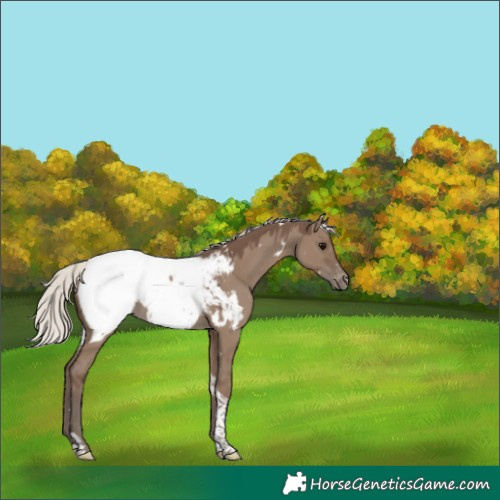 Horse Color:White Spotted Silver Grullo Tobiano Snowcap 