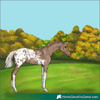 Horse Color:Silver Grullo Tobiano Appaloosa Brindle 