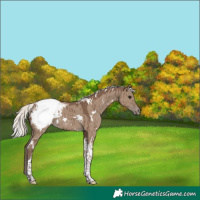Horse Color:White Spotted Silver Grullo Tobiano Appaloosa Brindle 