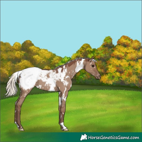 Horse Color:White Spotted Silver Grullo Appaloosa 