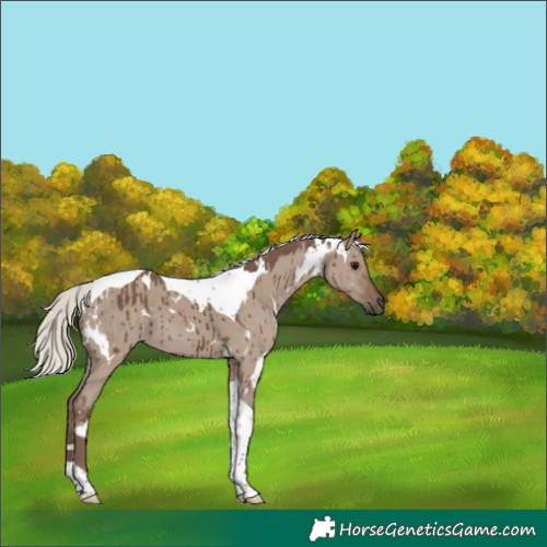 Horse Color:White Spotted Silver Grullo Tobiano Brindle