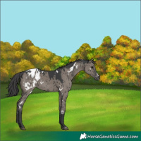 Horse Color:White Spotted Grullo Appaloosa Brindle 