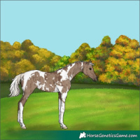 Horse Color:White Spotted Silver Grullo Tobiano Brindle 