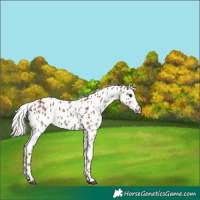Horse Color:White Spotted Silver Grullo Appaloosa 