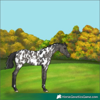 Horse Color:White Spotted Grullo Appaloosa Brindle 