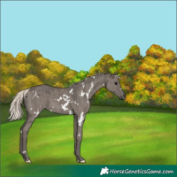 Horse Color:White Spotted Silver Grullo Brindle 